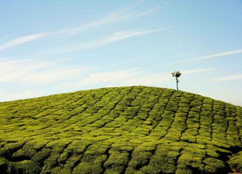 Munnar, Kerala