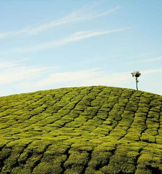 Munnar