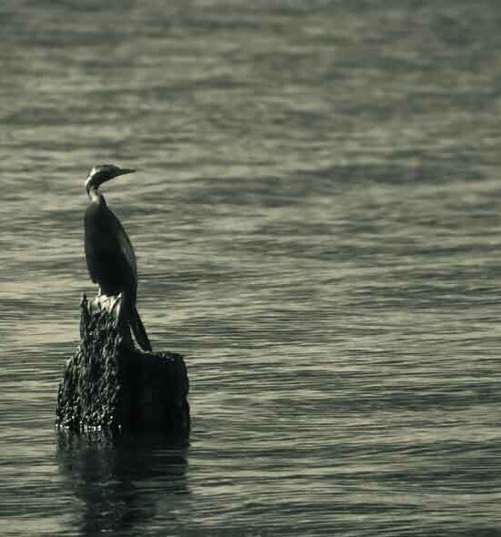 Thekkady