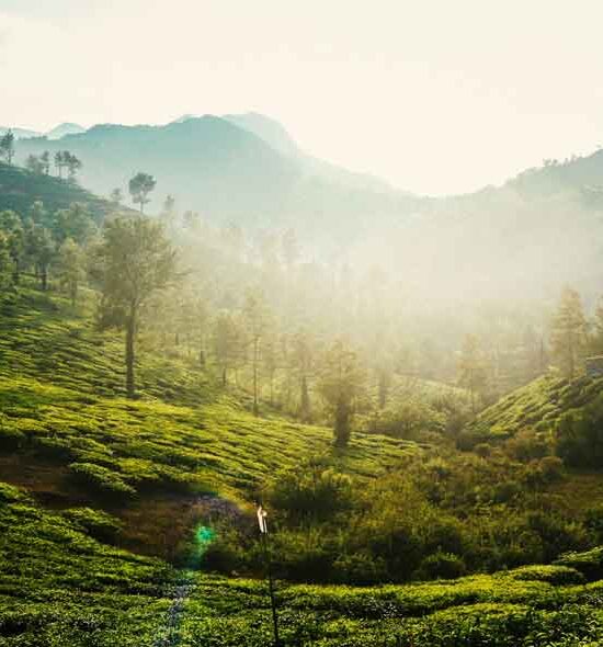 Wayanad
